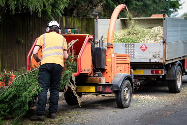 Best Lawn Disease Treatment  in Iowa Falls, IA