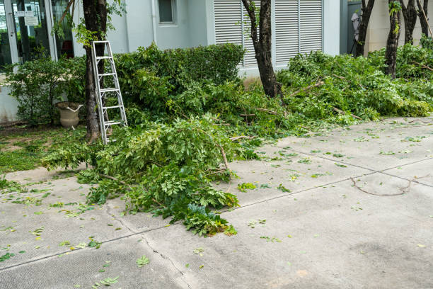 Best Fruit Tree Pruning  in Iowa Falls, IA