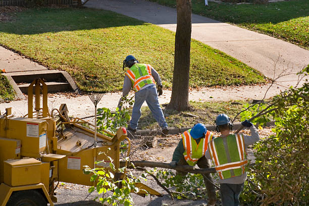 Best Emergency Tree Removal  in Iowa Falls, IA