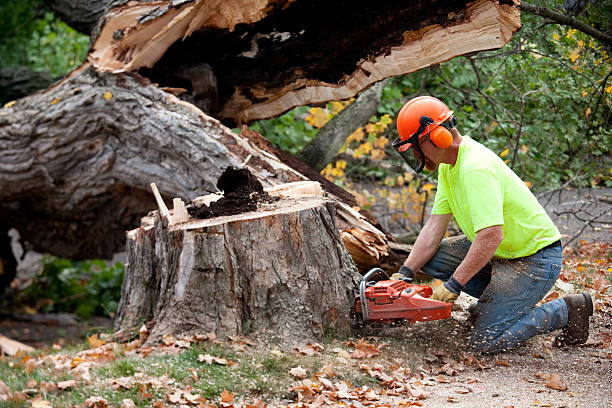 Best Tree and Shrub Care  in Iowa Falls, IA